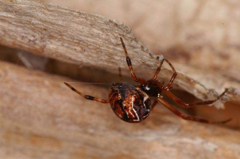 Parasteatoda_decorata_D7936_Z_88_North Stradbroke island_Australie.jpg